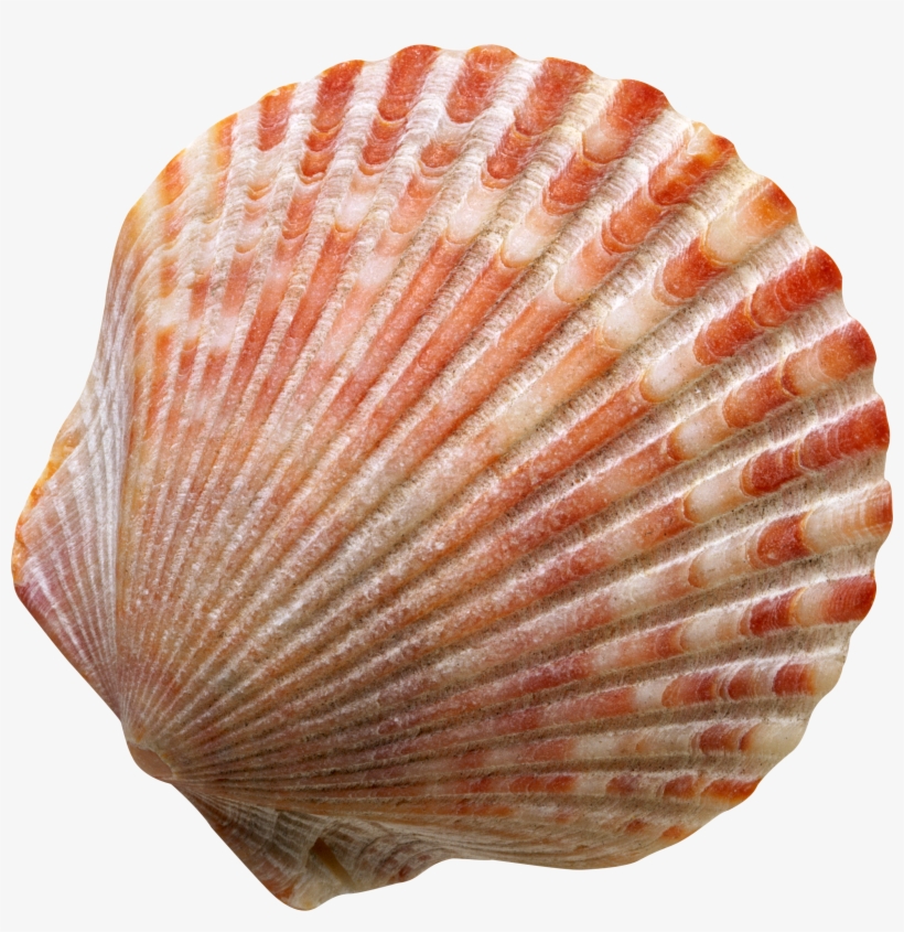 Banner Free Seashell Png Images Free Download - Concertos Op. 10 Nos., transparent png