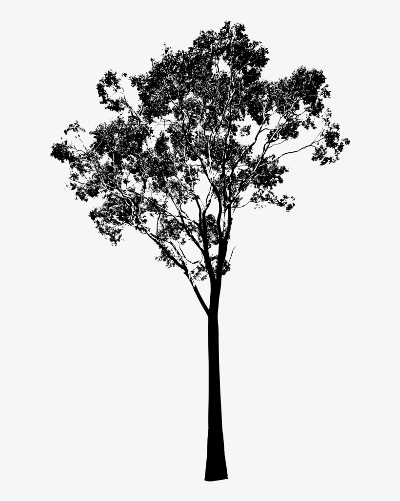 Eucalyptus Tree, Gum Tree Vector - Eucalyptus Tree Clip Art, transparent png
