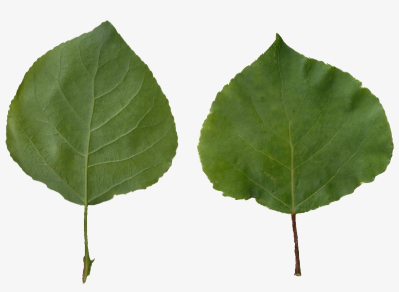 Populus Tremula Scanned Leaves - Leaves Png, transparent png