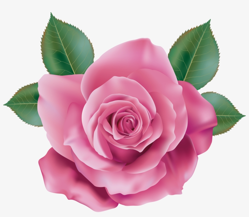 Rose Png, transparent png