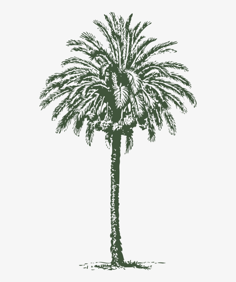 How To Set Use Date Palm Clipart, transparent png
