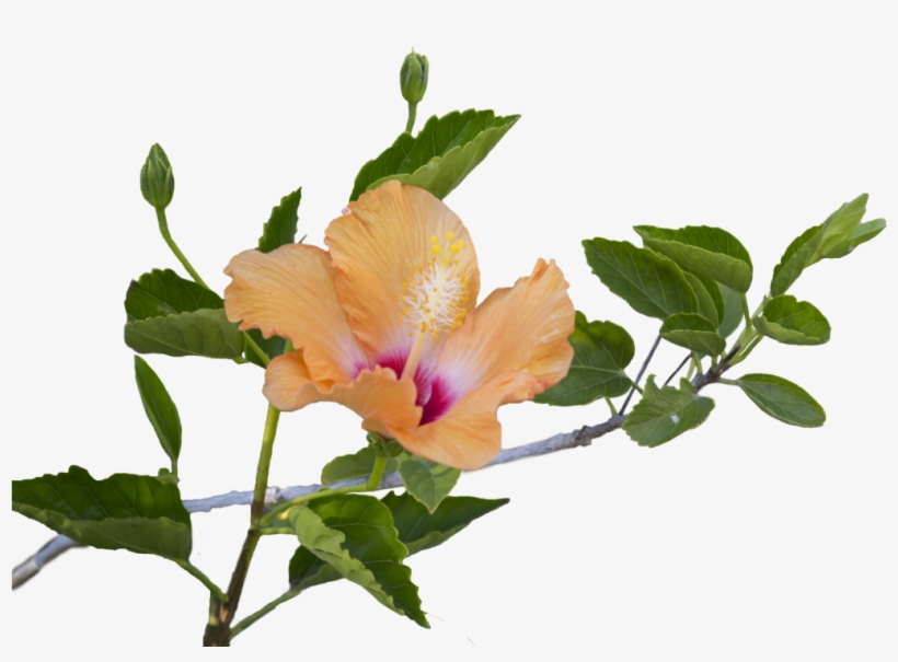 Plant Png For Free Download On - Flowers And Leaves Png, transparent png