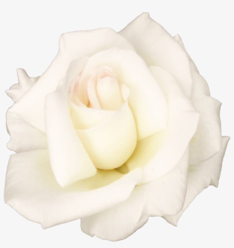 White Rose Png Transparent Image - White Roses Png, transparent png