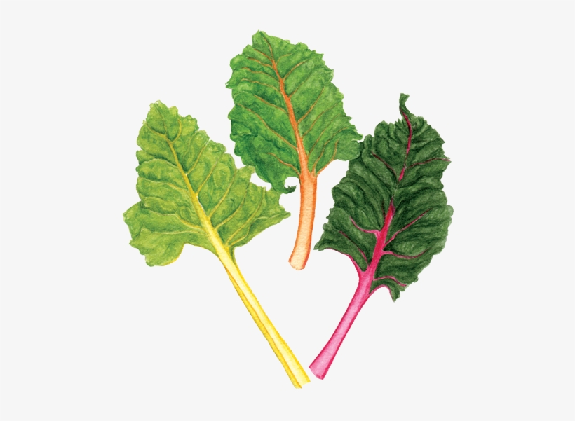 Rainbow Chard - Chard, transparent png