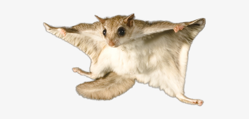 Central Ohio Flying Squirrel Control - Flying Squirrel, transparent png