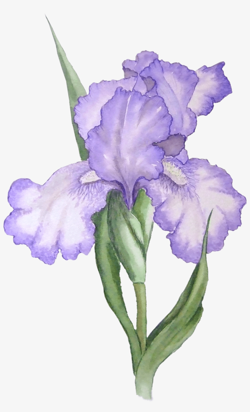 Illustration Transparent Stickpng Download - Iris Flower Png, transparent png