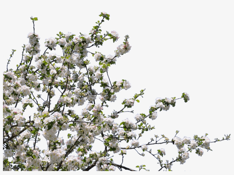 Download - White Flower Tree Png, transparent png
