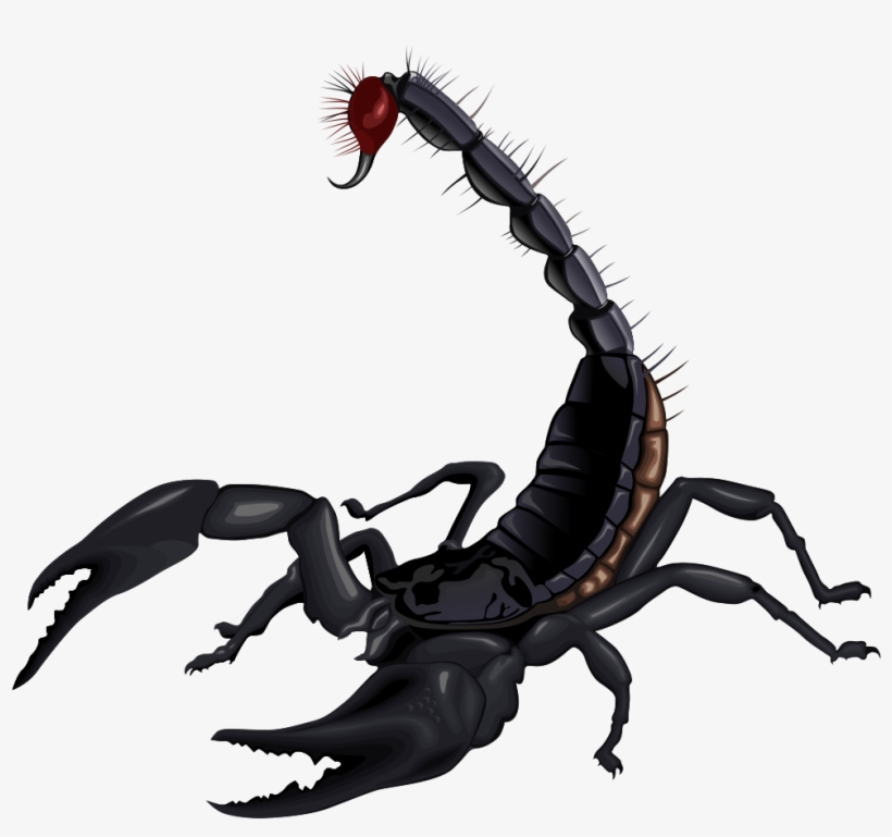 Scorpion Png, transparent png