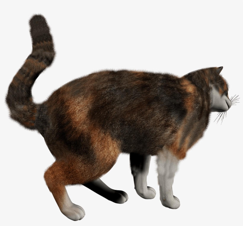 Manx Cat Png, transparent png