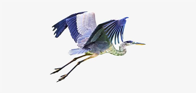 Wood Stork Png, Blue Heron Flying Png - Blue Heron Flying Png, transparent png
