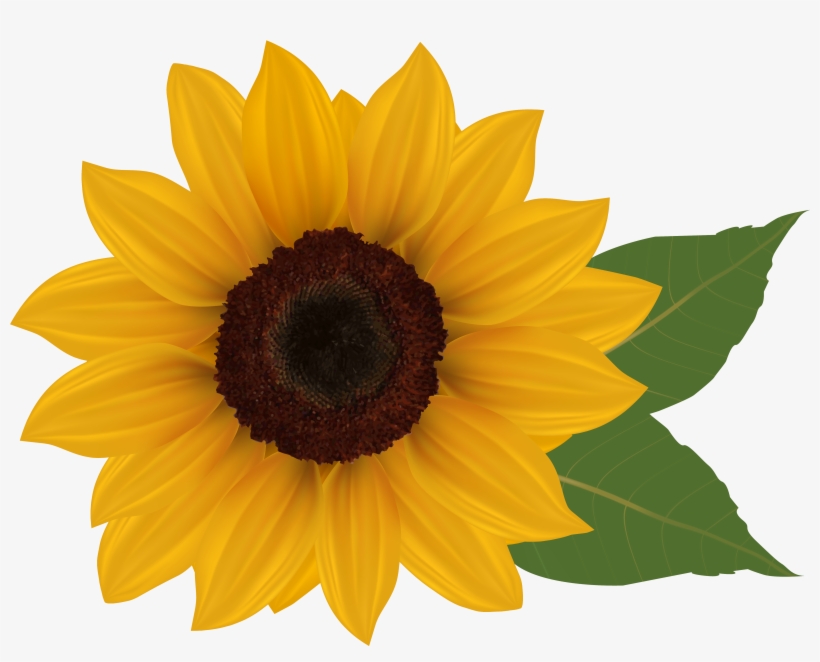 Graphic Royalty Free Library Png Picture Crafts Class - Sunflower Clipart No Background, transparent png