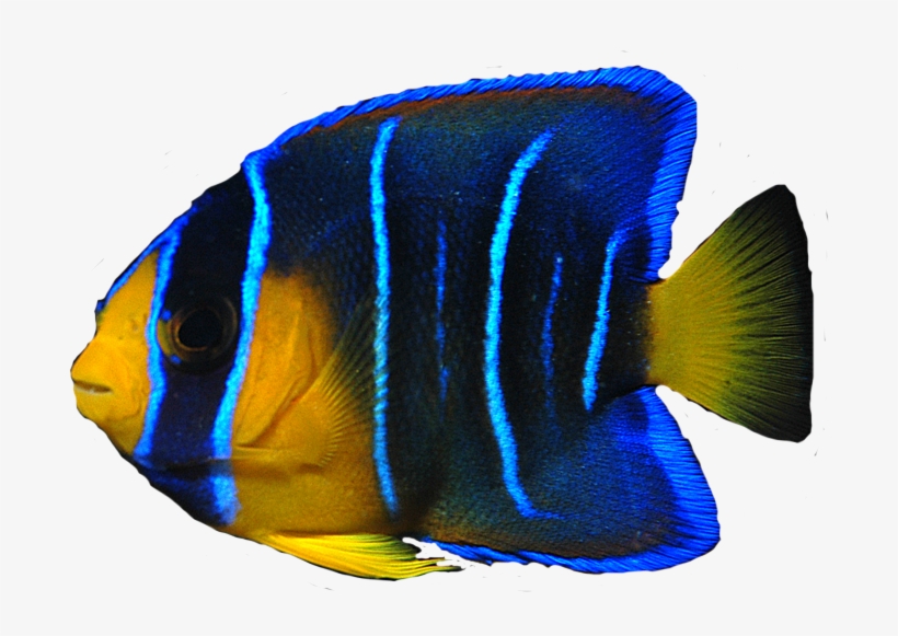 School Of Fish Png - Angel Fish Transparent, transparent png