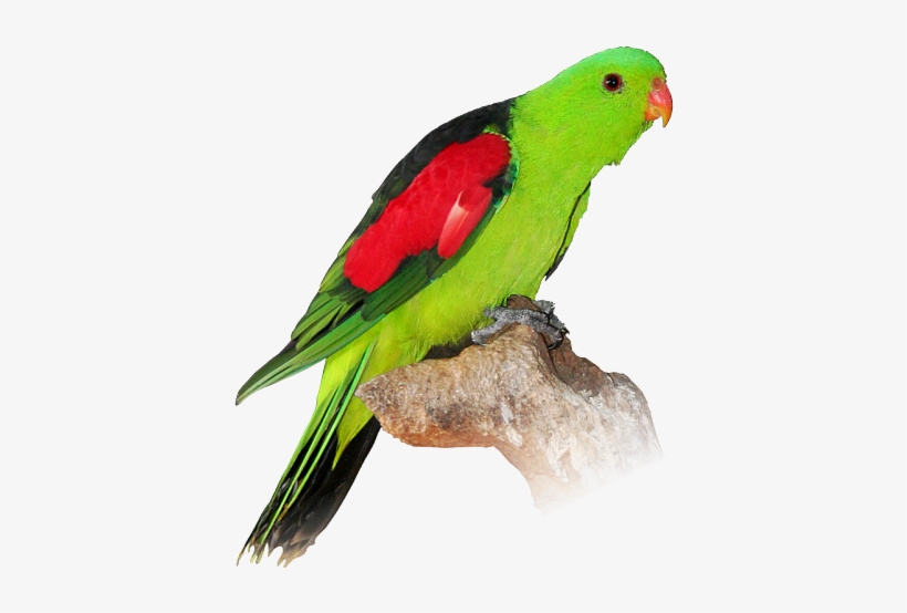 Parrot Png Amp Parrot Transparent Clipart Free Download, transparent png
