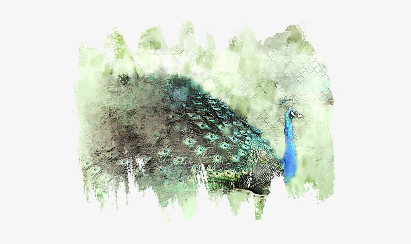 Click And Drag To Re-position The Image, If Desired - Peafowl, transparent png