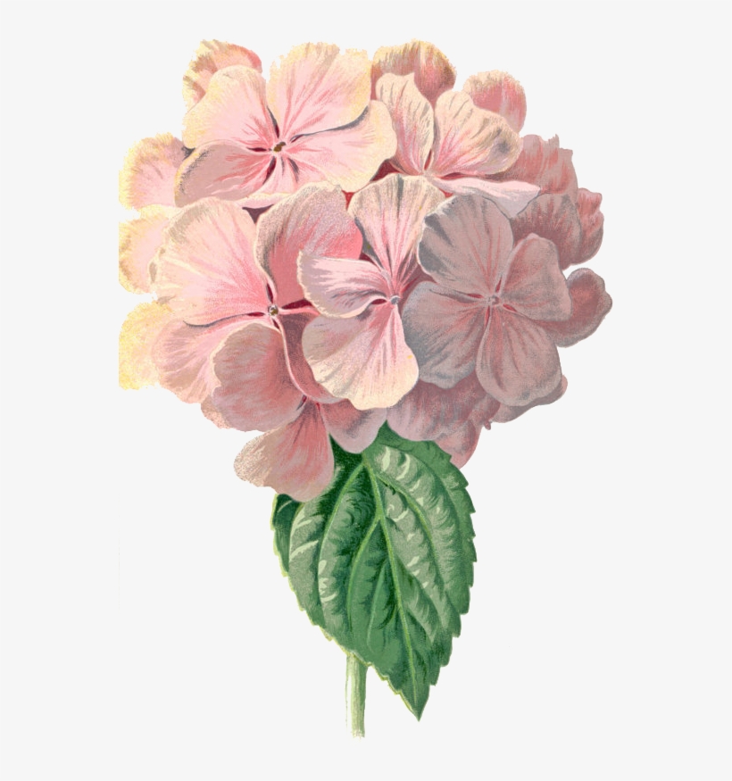 Eylem 2342 570×863 Пикс - Hydrangea Vintage, transparent png