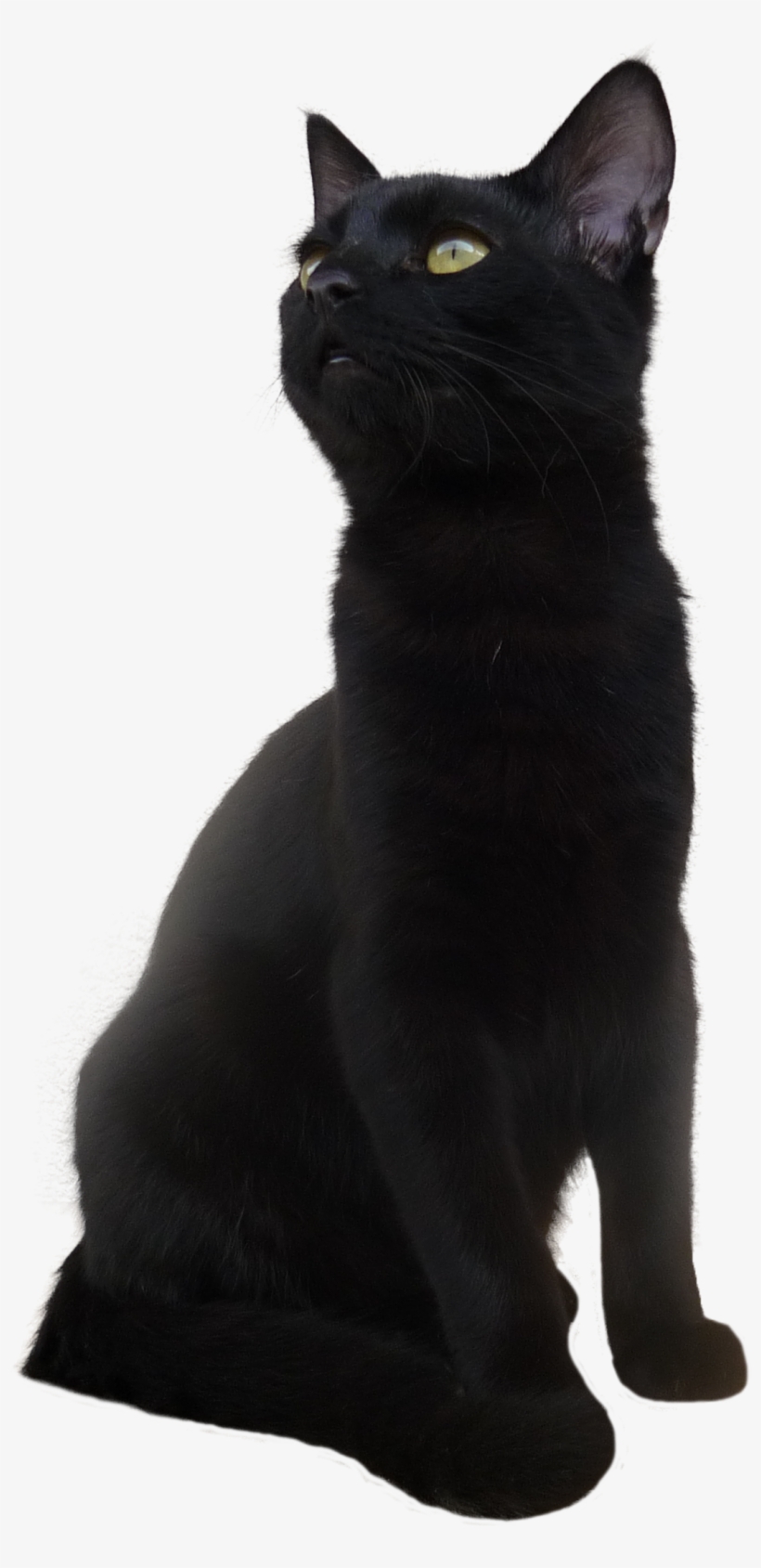 Black Cat Png Transparent Picture - Short Hair Black Cat, transparent png