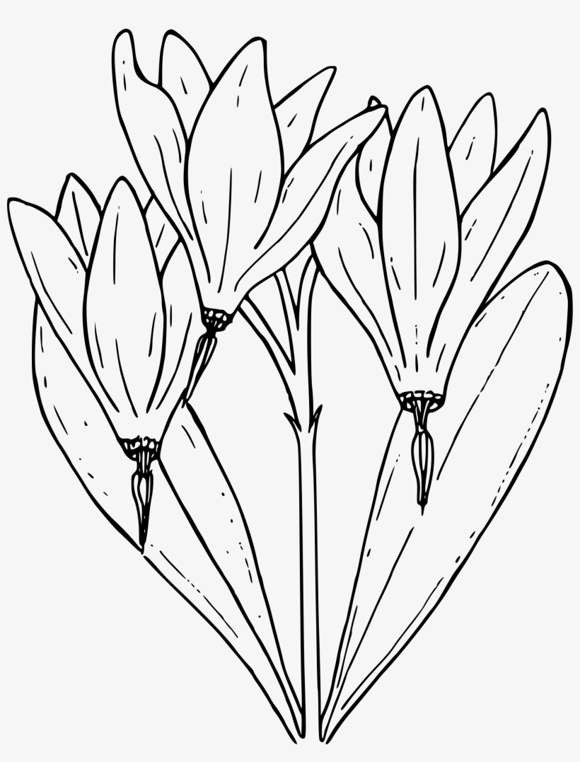 Jpg Library Download Clipart Desert Shooting Big Image - Shooting Star Flower Drawing, transparent png