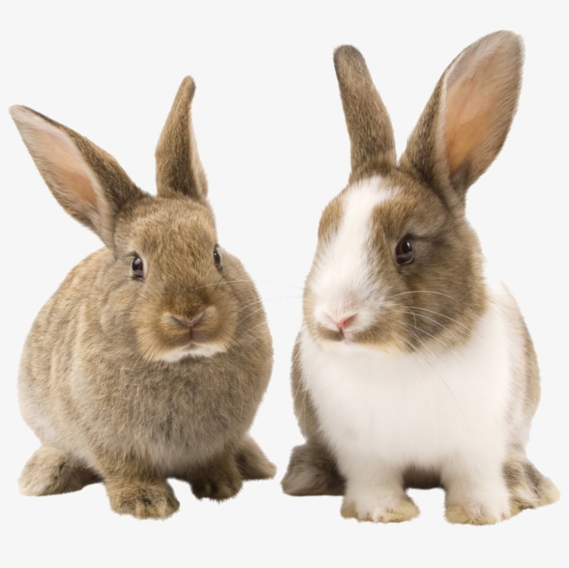 Rabbit Bunny Png Picture - Prosper Pet Cat Tunnel - Collapsible 3 Way Play Toy, transparent png