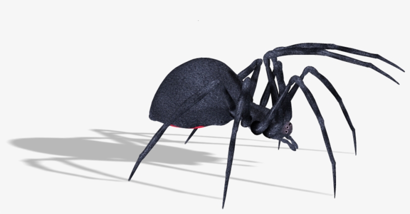Download - Spider, transparent png