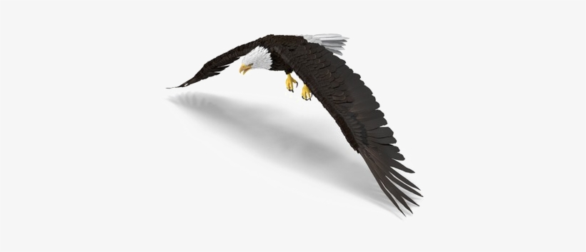 Bald Eagle Png Photo - Red-tailed Hawk, transparent png