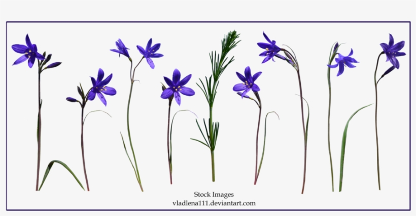 Spring Flowers Png 4 By Vladlena111 - Flowers Png Spring, transparent png