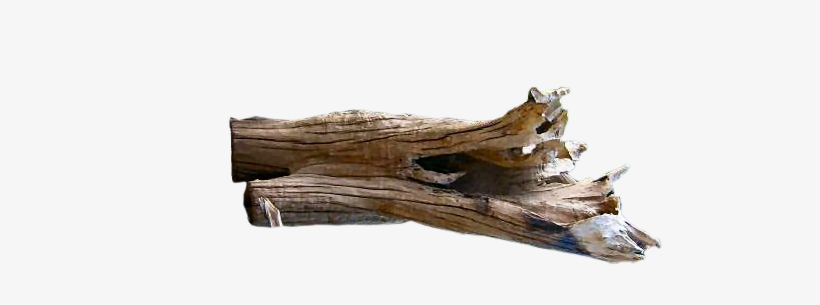 Driftwood Vector Drift Wood - Driftwood, transparent png
