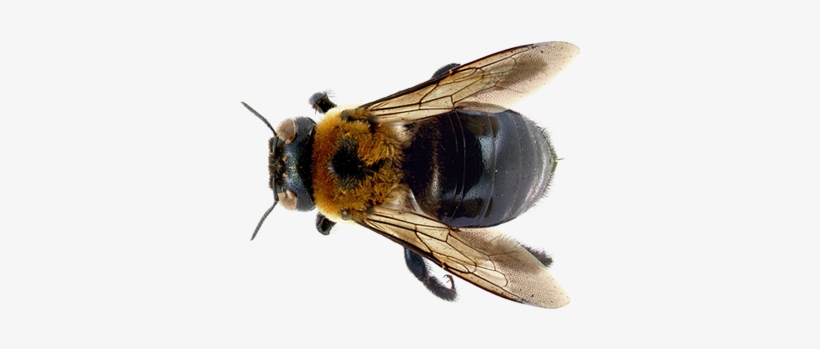 Learn About Bees - Carpenter Bee, transparent png