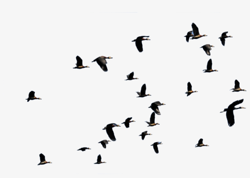 Asilia Rubondo Bird Flying - Flying Ducks Png, transparent png