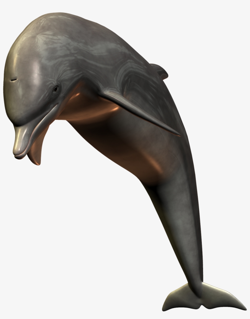 Dolphin .png, transparent png