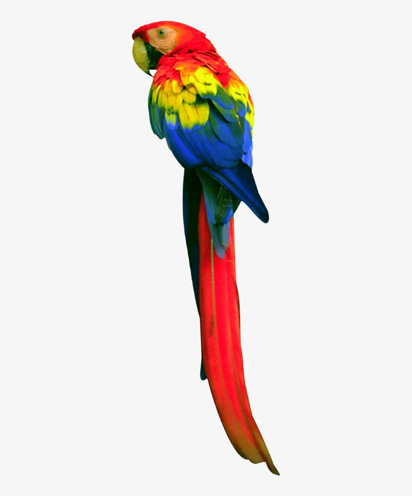 Long Tail Parrot Png - Papağan Png, transparent png