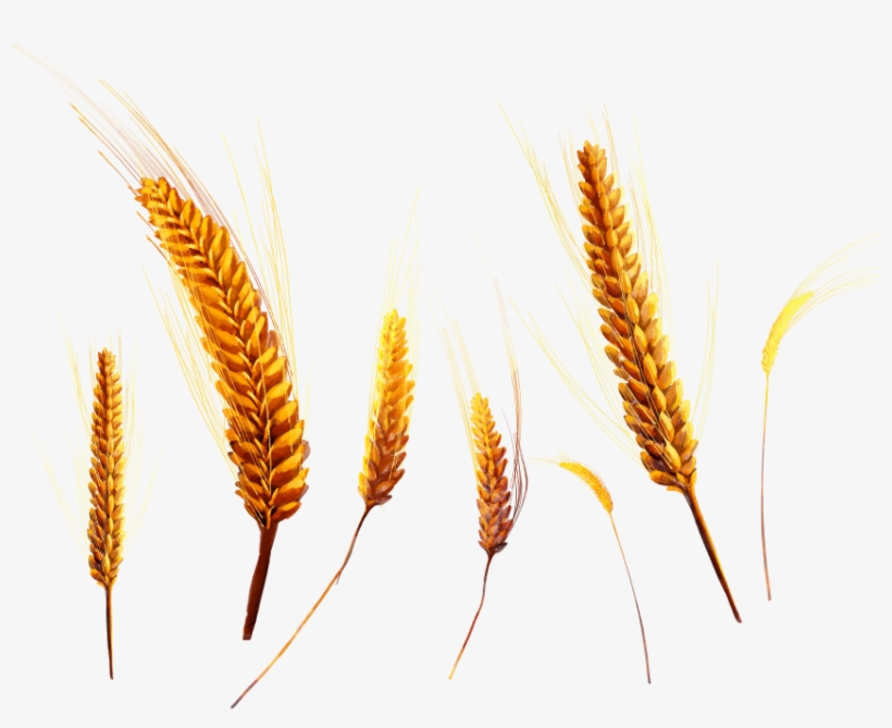 Free Png Wheat Png Images Transparent - Wheat, transparent png