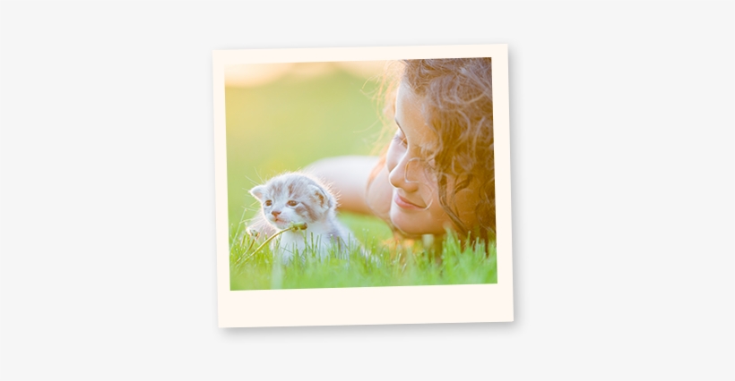 Learn More About Cats - Cat, transparent png