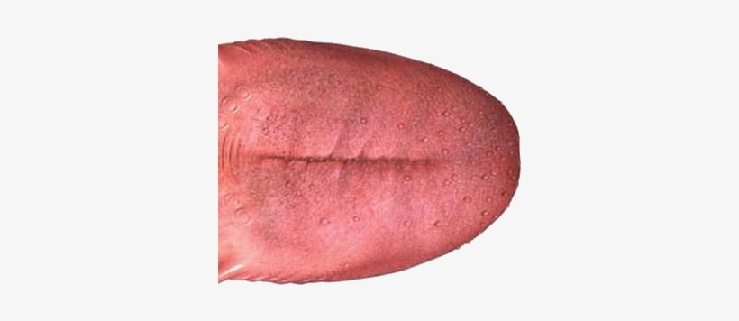 Tongue Png - Язык Png, transparent png