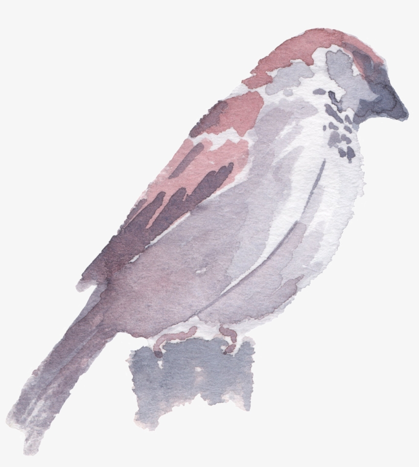 Hand Drawn Standing Bird Watercolor Transparent, transparent png