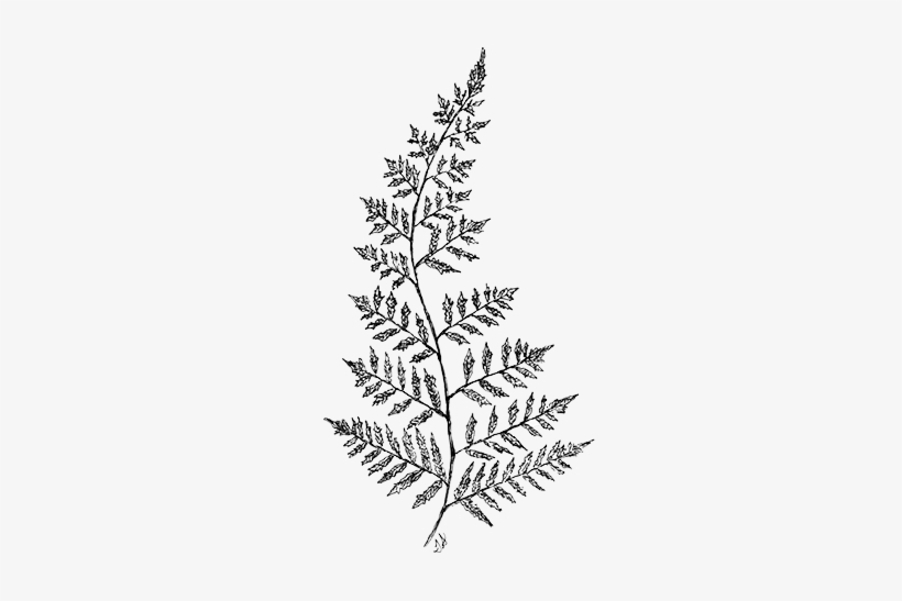 Line Drawing Fern - Fern Drawing Transparent, transparent png