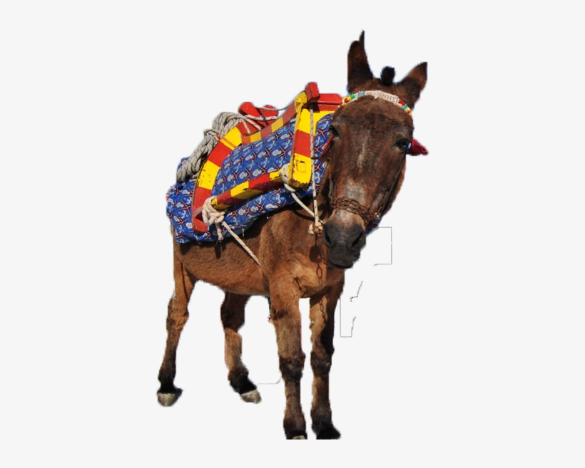 Image02 - Donkey Ride Png, transparent png