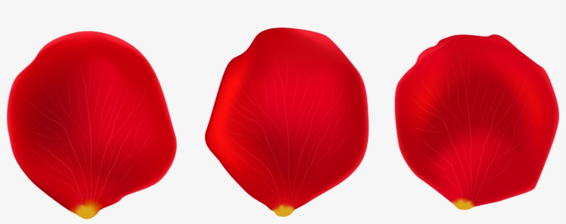 Rose Petal Transparent Png, transparent png