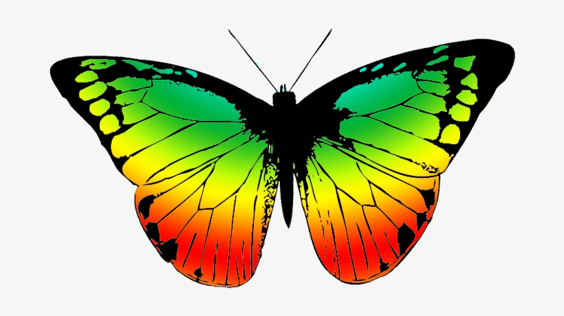 Butterfly With Many Colors - Butterfly Wing Black And White, transparent png