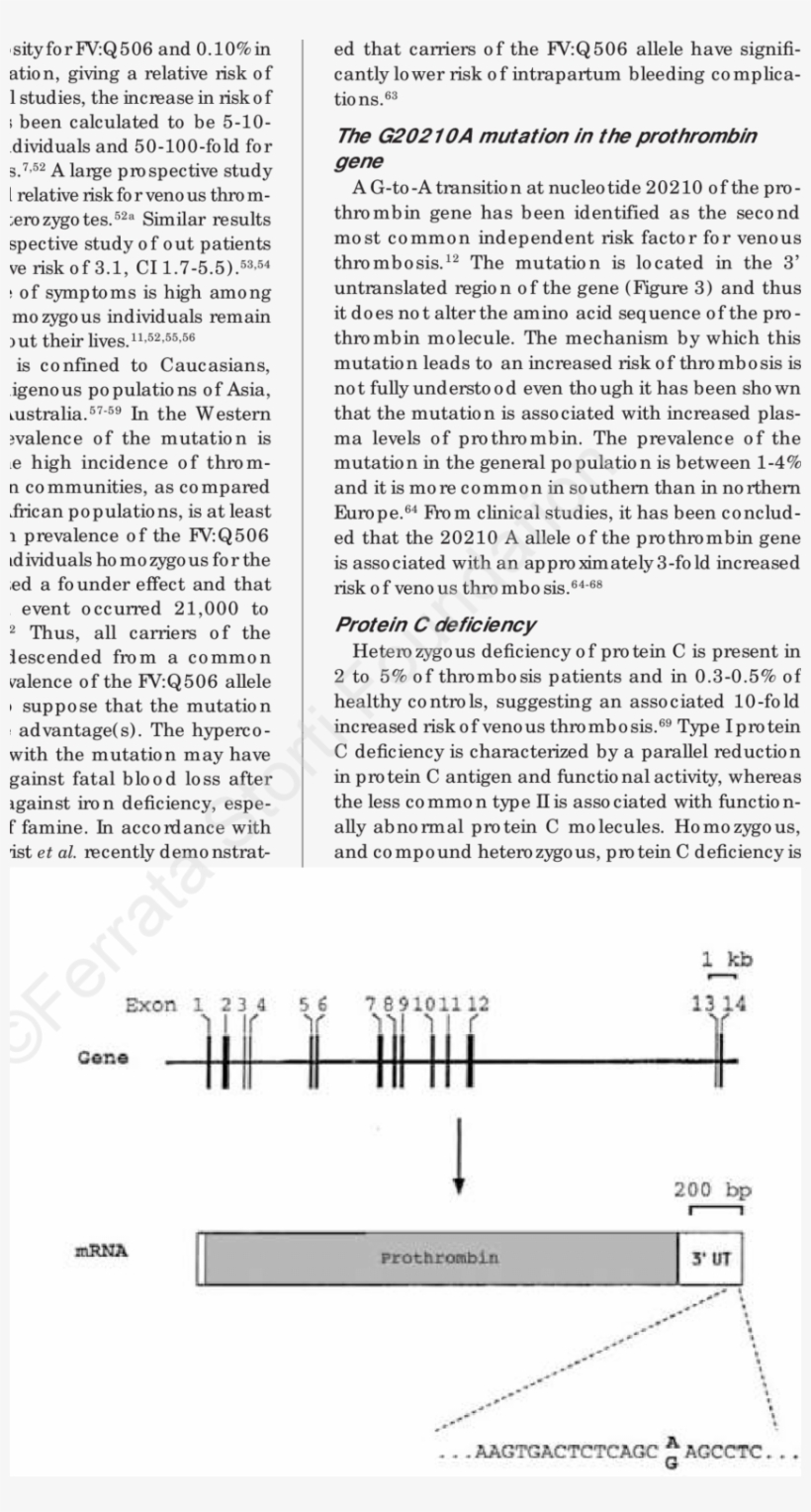 Structure Of The Human Prothrombin Gene And Localization - Prothrombin G20210a, transparent png