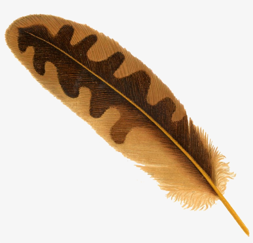 Pngpix Com Feather Png Transparent Image 1 - Feather Png, transparent png