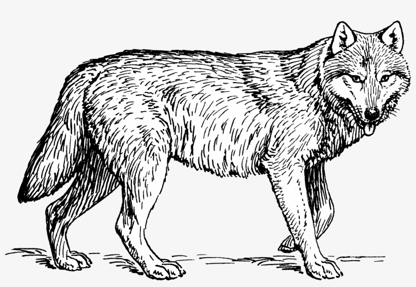 Wolf Cleaned 2 - Realistic Wolf Coloring Sheets, transparent png