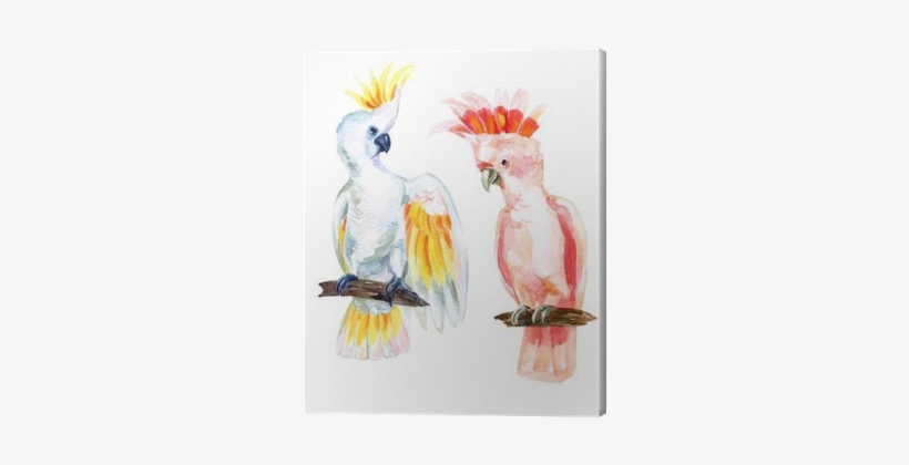 Watercolor Australian Cockatoo Canvas Print - Watercolor Painting, transparent png