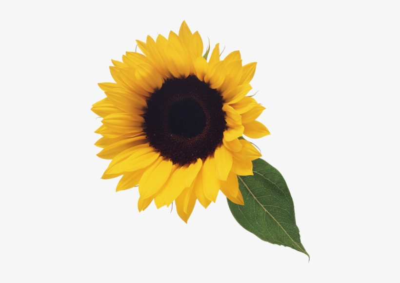 Sunflower Png - Sunflower Clip Art, transparent png