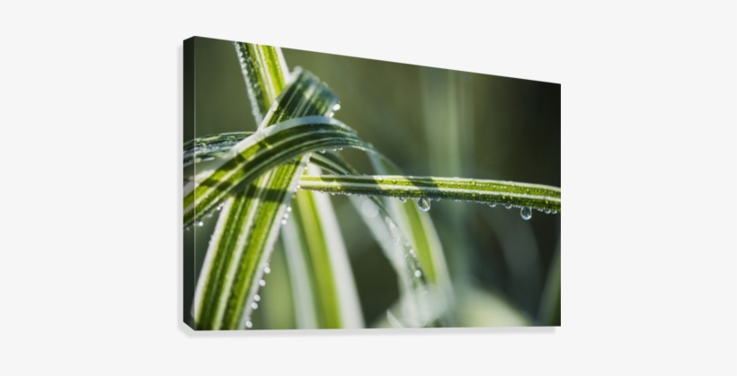 Dew Clings To Ornamental Grass - Posterazzi Dew Clings To Ornamental Grass Astoria Oregon, transparent png