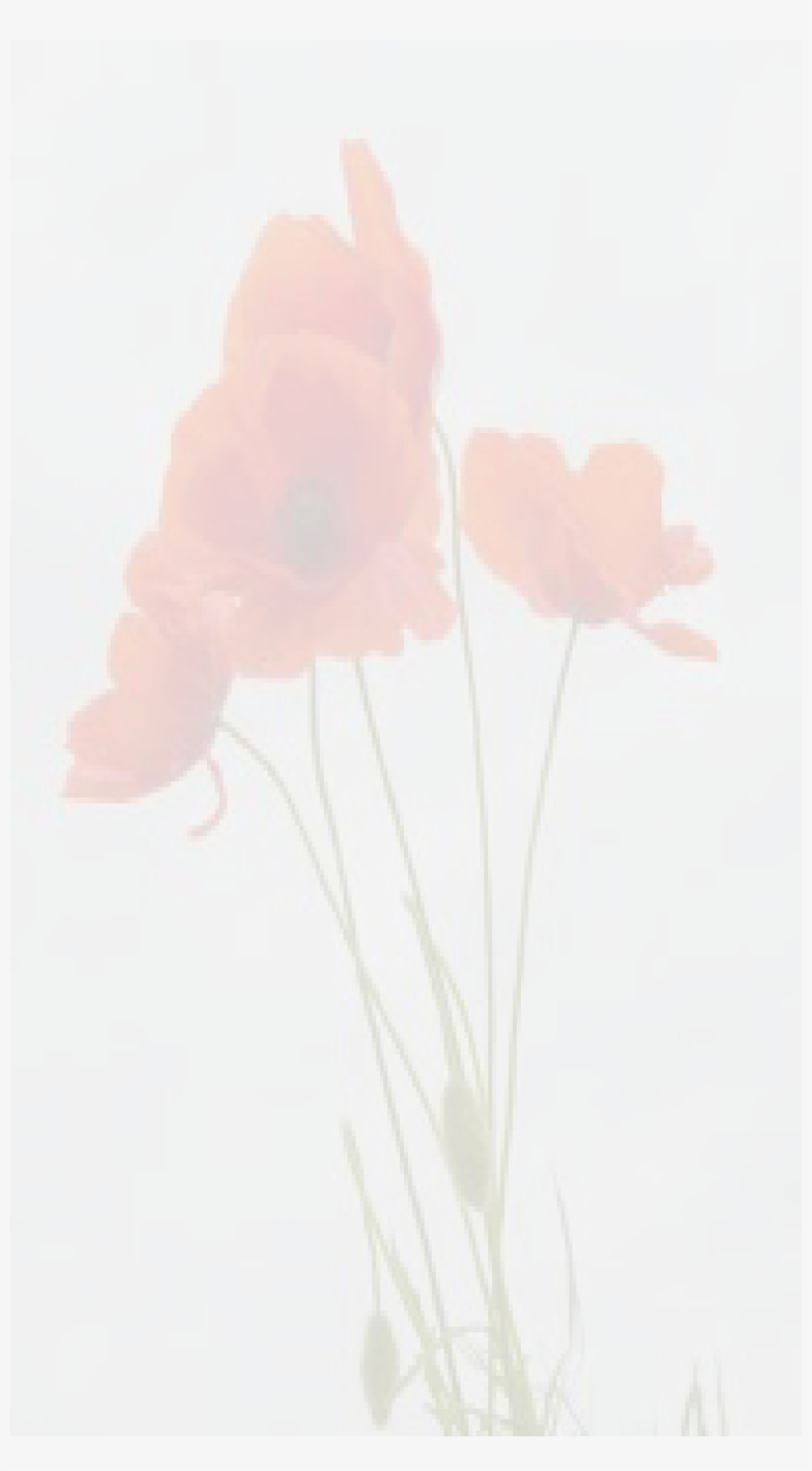 Inform The Doctor - 3drose Lsp 217331 1 Delicate Red Poppies Vector - Single, transparent png