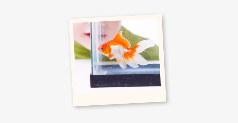 Learn More About Fish - Garibaldi, transparent png
