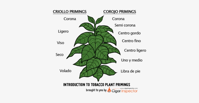 Tobacco Plant Primings Chart - Tobacco Plant Clip Art, transparent png