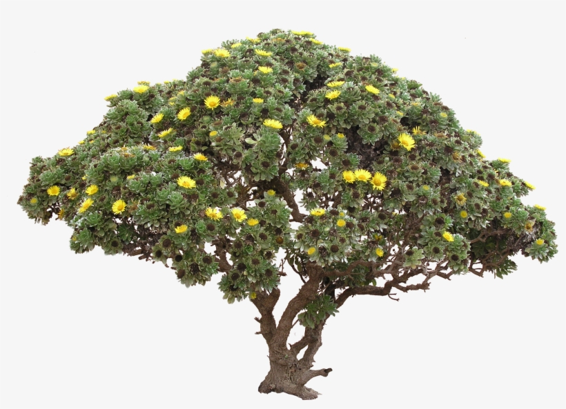 Bushes - Tree Transparent, transparent png