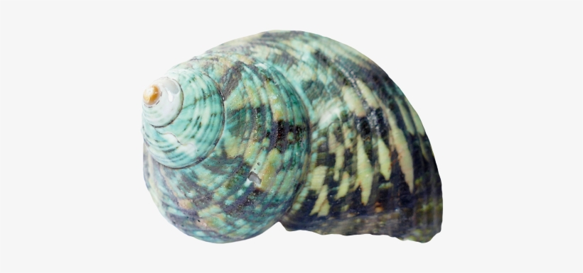 Seashell Png Transparent Image - Seashell Png, transparent png