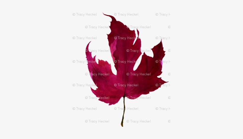 Red Maple Leaf Watercolor - Maple Leaf, transparent png
